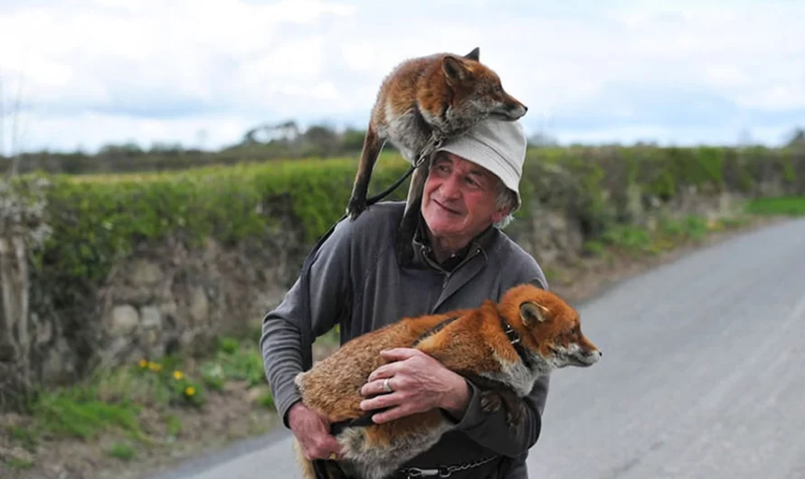 This Man Rescued These Foxes And Right Now They Will Not Leave His Side