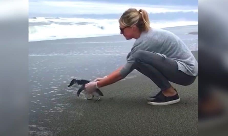 Tiny blue penguin melts nearly 4 million hearts with sweet ‘goodbye’ to rescuer