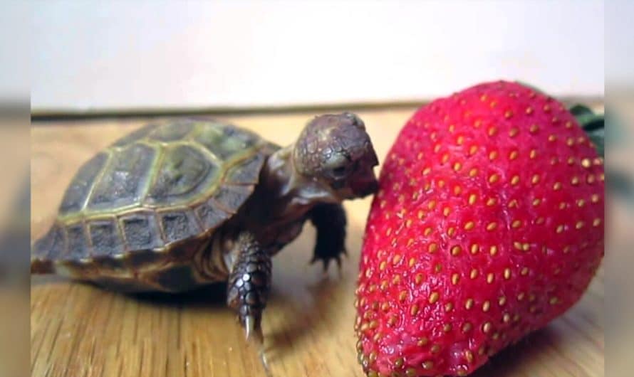 Tiny turtle melts hearts with adorable effort to eat his very first strawberry