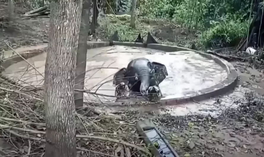 Rescuers Break Pond Wall To Help Wild Elephant Trapped Inside