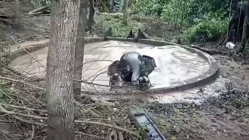 To Help Wild Elephant Trapped Inside