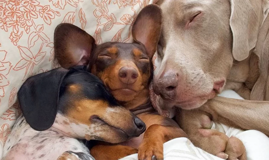 Two Dogs Get A New Puppy And Now They’re The Very Best Sleeping Friends Ever