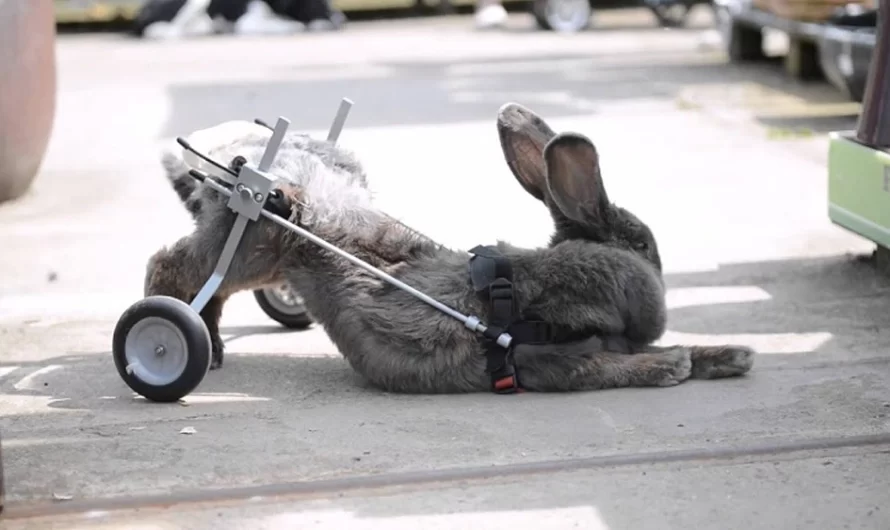 Veterinarian Informs Woman To Give Up On Her Paralyzed Rabbit But She Says ‘No’.