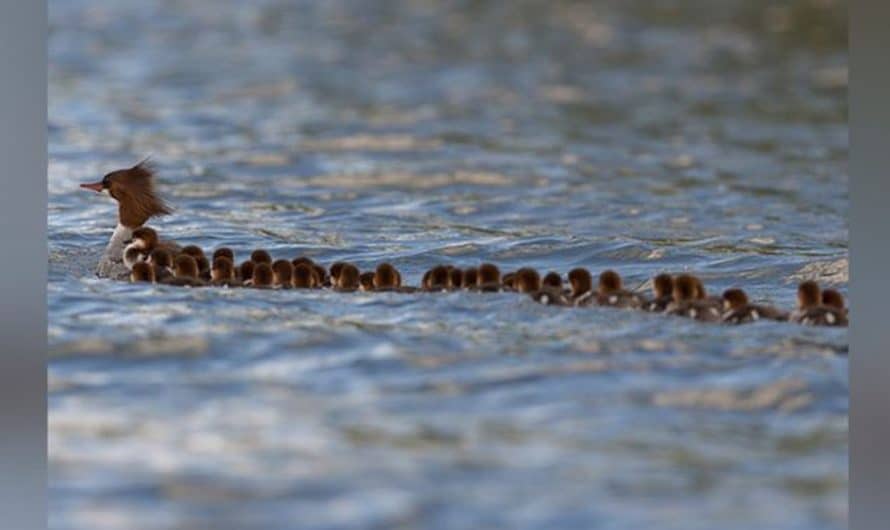 Video shows ‘mom of the year’ duck wonderfully leading her 76 adorably small ducklings in a row