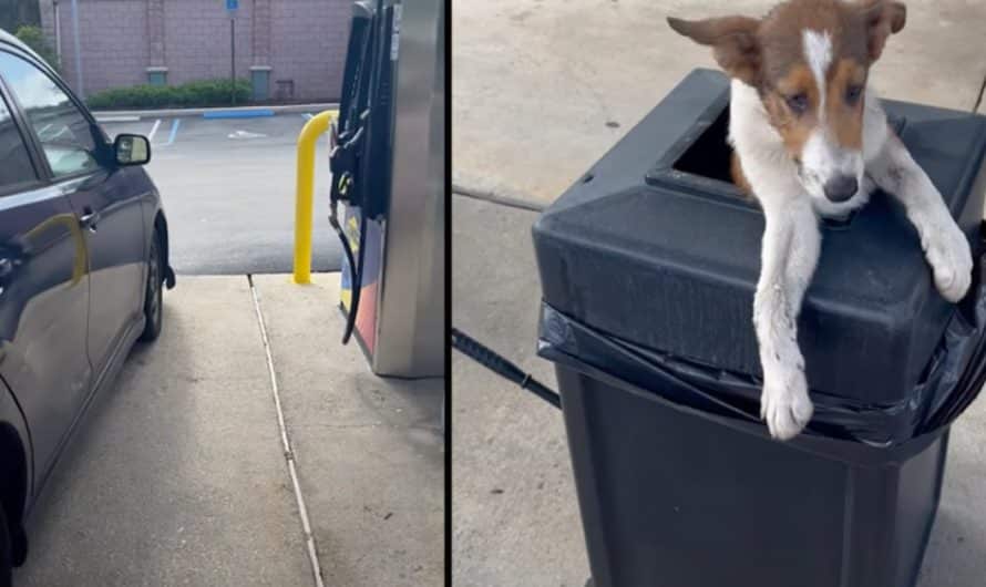 Woman Pulls Into The Gas Station And Finds Puppies In The Trash Can