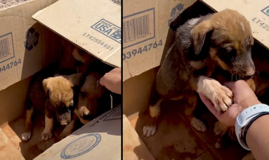 Woman Stumbles Upon Box Of Puppies In 110-Degree Desert