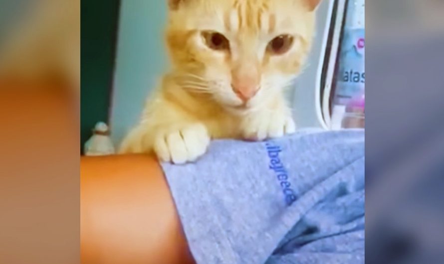Wonderful stray cat chase woman’s car and begs her to take her home