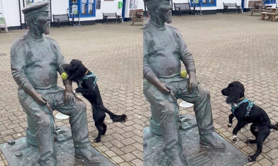 Yankee Jack statue in Watchet does not want to play ball with dog