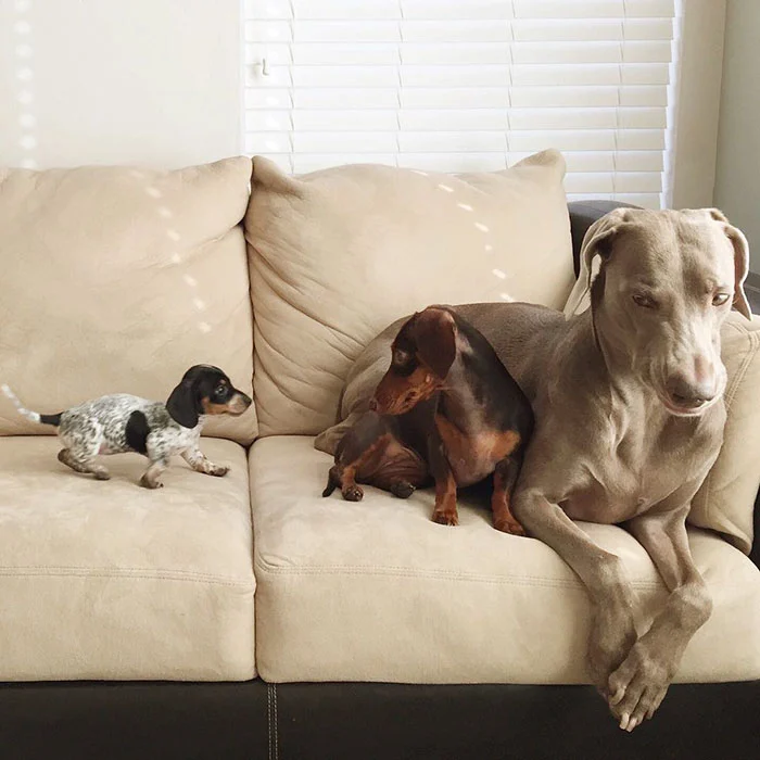 The loyal dog curls up beside the small child, offering comfort and warmth as they drift off to sleep together-pvth