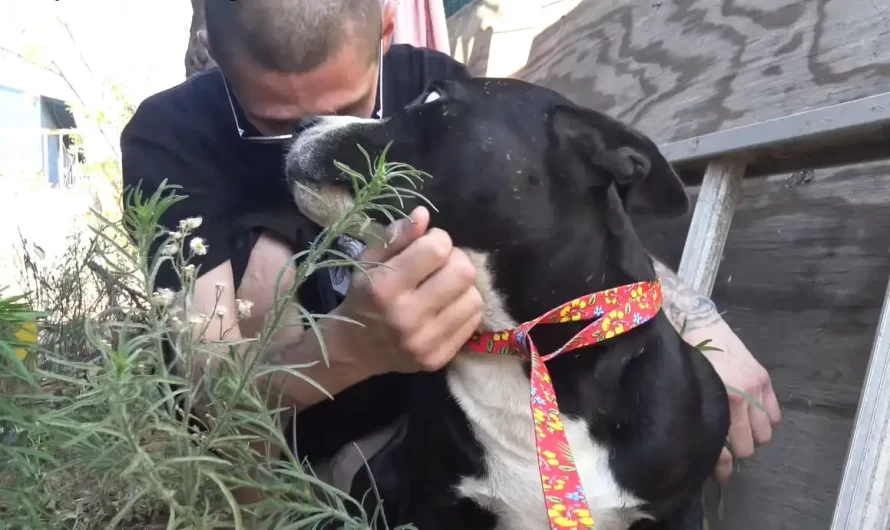 Man Thought He Betrayed A Homeless Dog But In Fact He Saved His Life