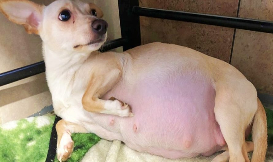 Foster Mother Awoken To A “Record-Breaking Gift” After Being Concerned About Chihuahua’s Big Belly