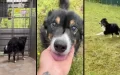 After 15 Months In Kennels, Blind Dog Gets To Run Free In His Own Field