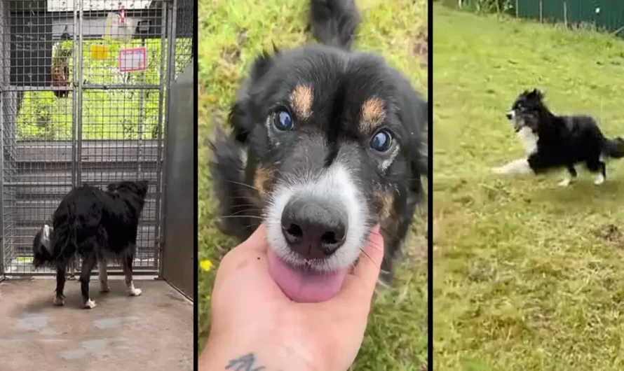 After 15 Months In Kennels, Blind Dog Gets To Run Free In His Own Field