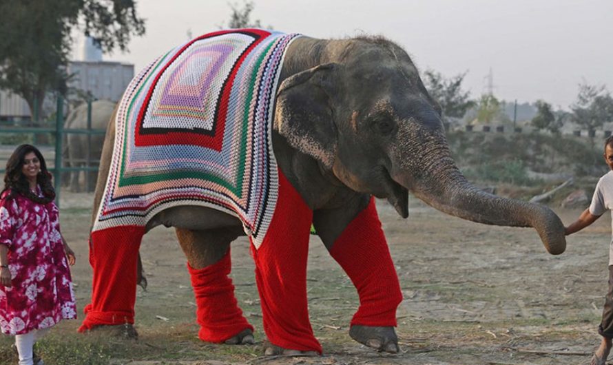 People Are Knitting Giant Sweaters For Rescued Elephants To Secure Them From Cold In Winter