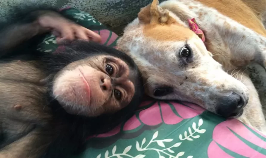 This Dog Brings Comfort To Chimpanzees Who Have Actually Been Left Alone After Losing Their Relatives