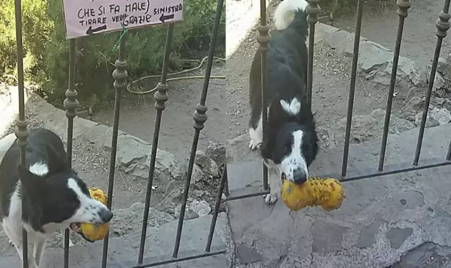 Dog Asks Everyone That Passes By To Throw His Toy For Him