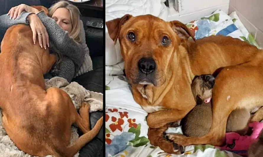 Hero Mother: The dog starved and froze for months without leaving her 5 puppies hungry