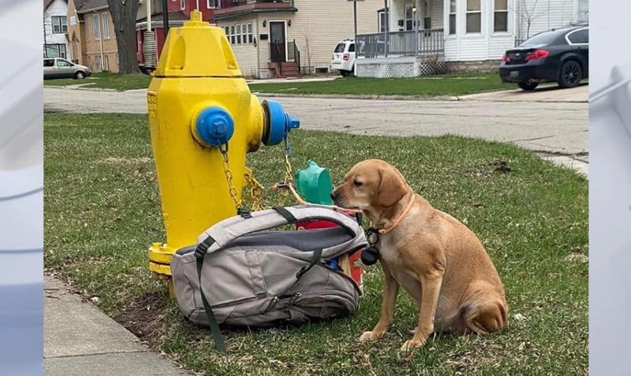 A HEARTBREAKING SIGHTING OF A PUPPY BEING CHAINED TO A FIRE HYDRANT FOR AN IMPROPER PURPOSE