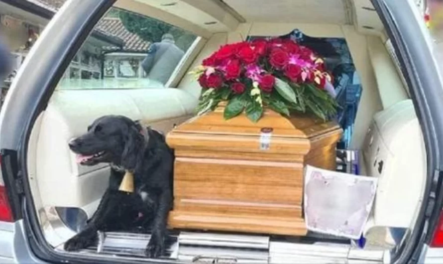 A loyal dog refuses to part with the coffin of her deceased owner on the way to the cemetery