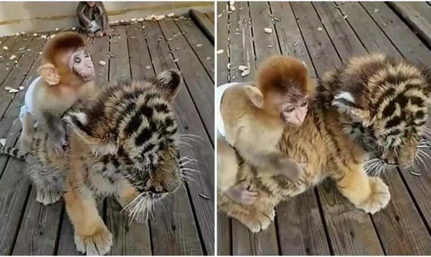 Baby Monkey In Diaper Rides On Back Of Its Tiger Cub Friend, And The Adorable Footage Goes Viral
