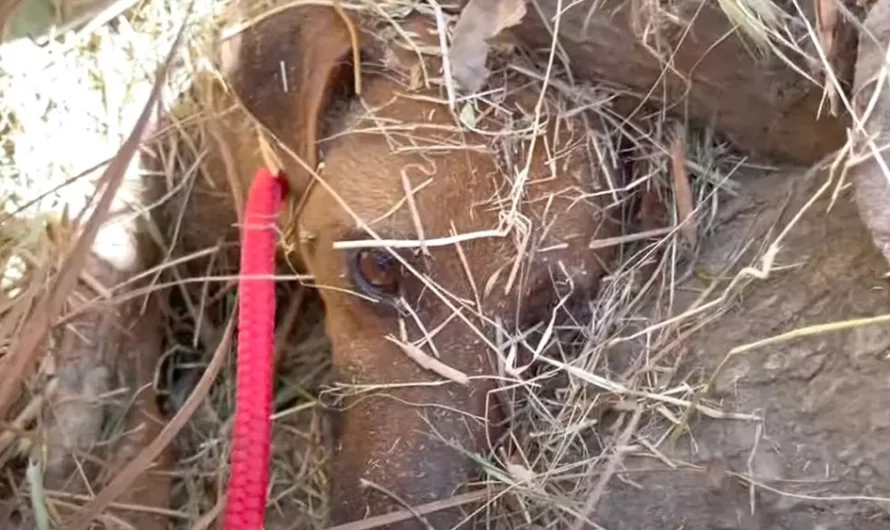 BURRIED MOTHER DOG AND HER PUPPY COULD ONLY WAIT AS A BULLDOZER RAN ACROSS THE FIELD