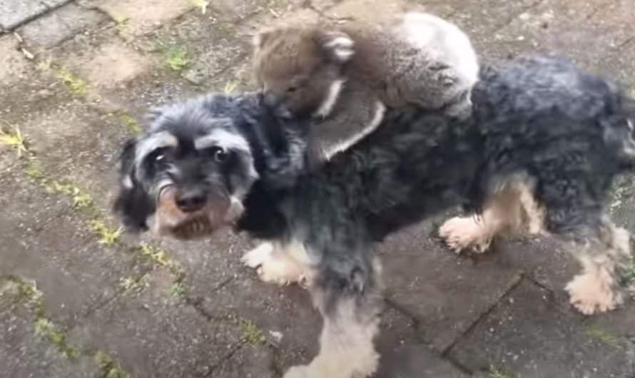 Baby koala mistakes dog for its mother and refuses to let go