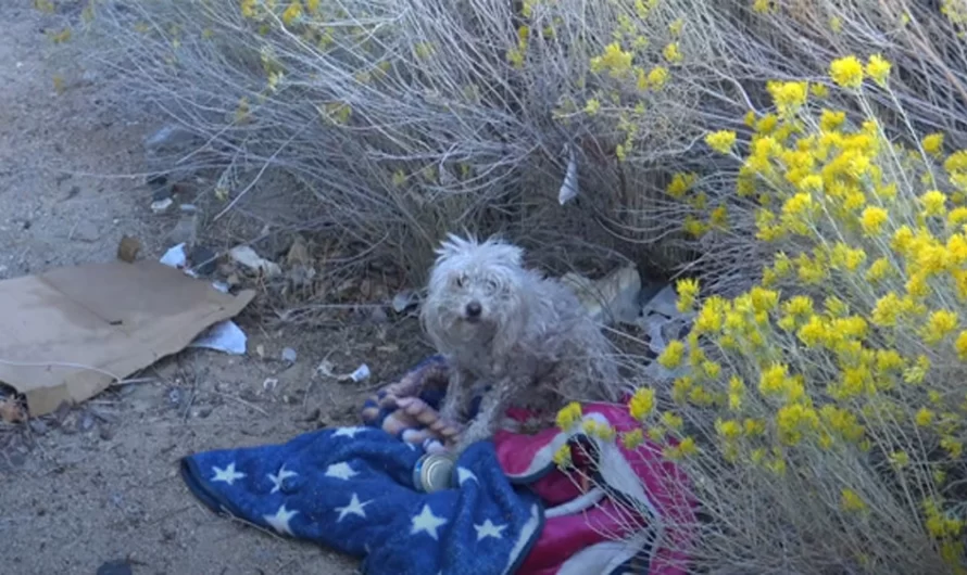 Badly Injured Stray poodle Bites Rescuer However She Refuses to Giνe Up.