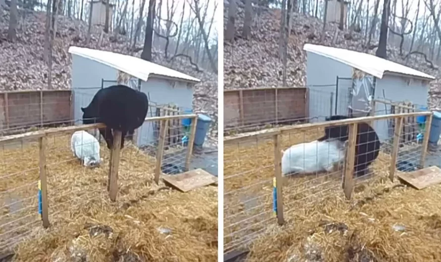 Brave Pigs Team Up To Take On A Bear Who Climbed Into Their Pen