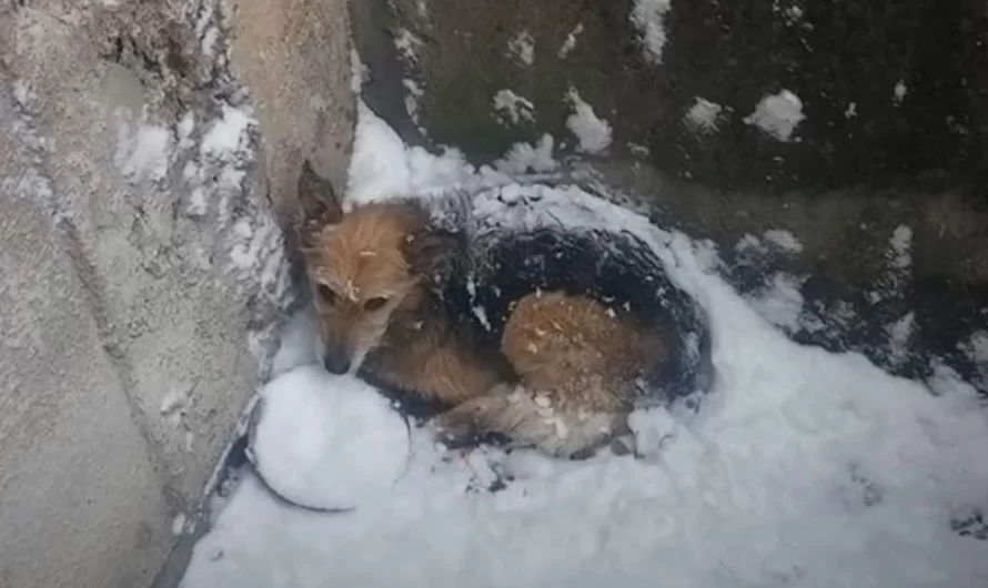 Dog Survives Being Abandoned In The Snow To Go On And Live Her Best Life Yet