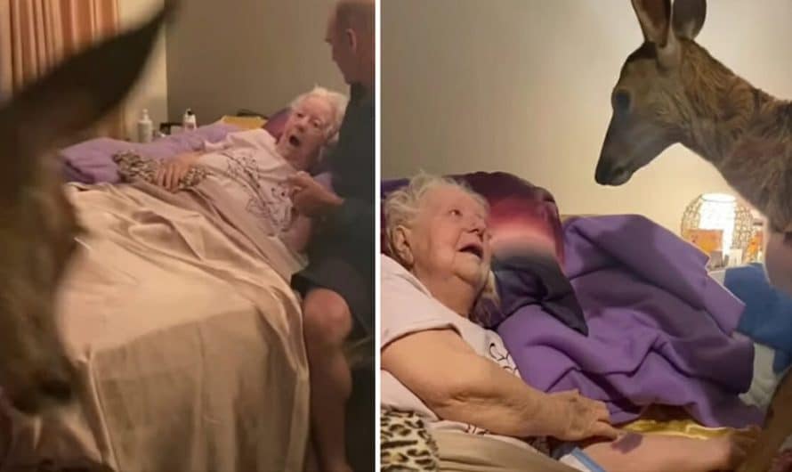 Dying Sick Woman Obsessed With Bambi Visited By A Real Life Deer