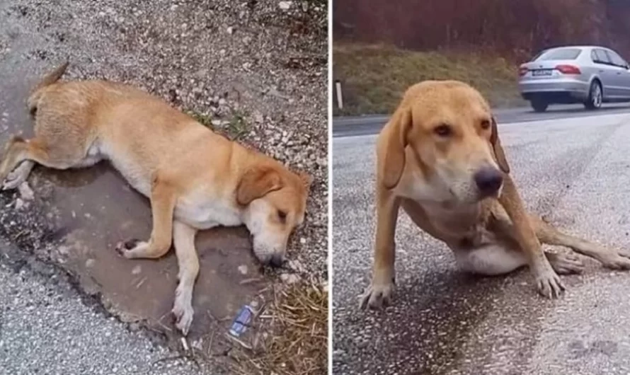 He laid motionless under raining beside the highway road desperate waiting for help