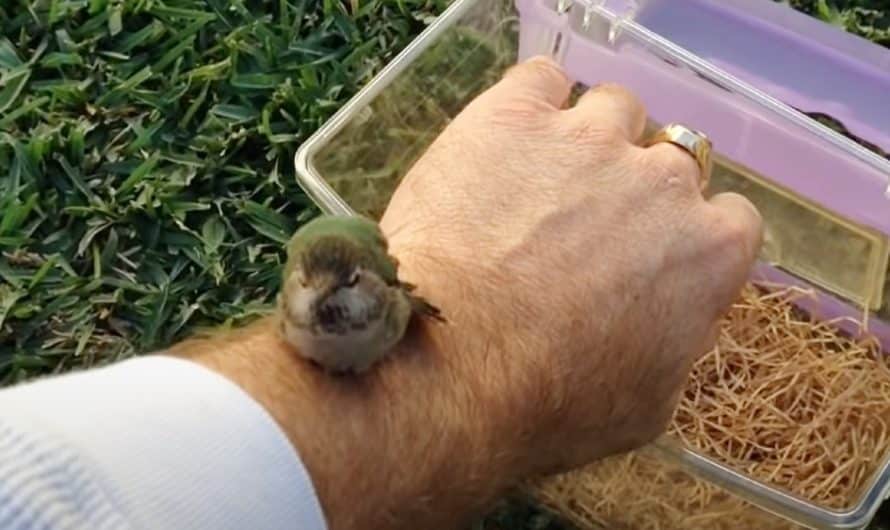 Hummingbird gives sweetest thank you to rescuer