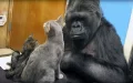 Koko The gorilla, Famous For Sign-Language And Adopting Kittens