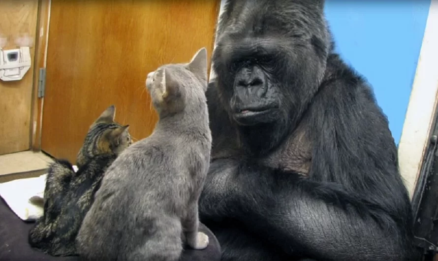 Koko The gorilla, Famous For Sign-Language And Adopting Kittens