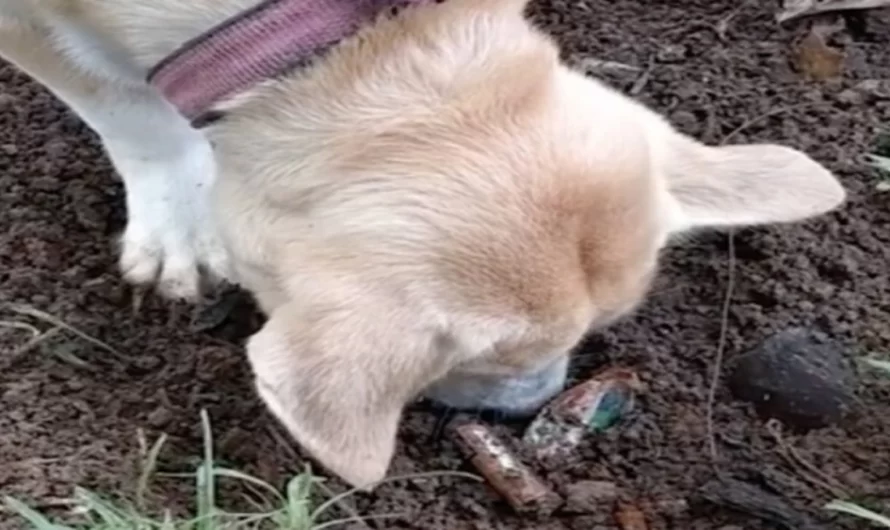 Heartbreaking Moment: Mother Dog Digs Up Dead Puppy Trying Desperately To Bring Him Back To Life