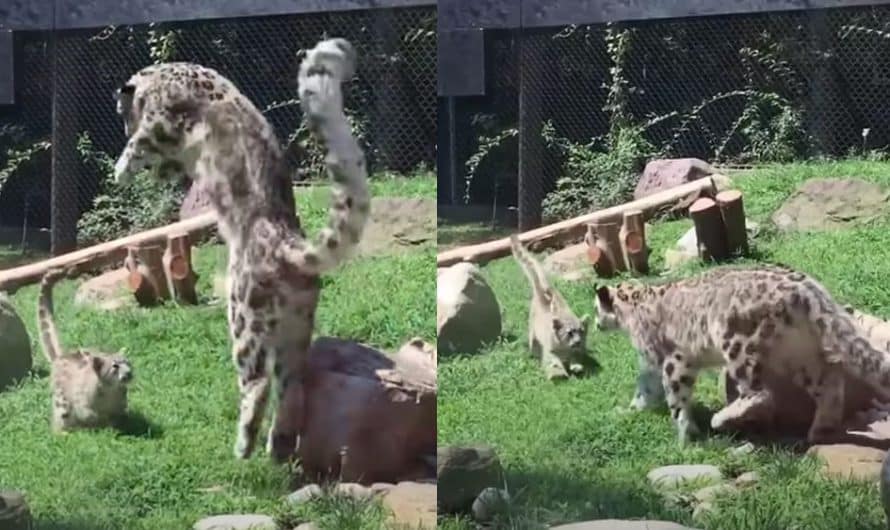 Mama snow leopard pretends to be scared of her tiny cub sneaking up on her