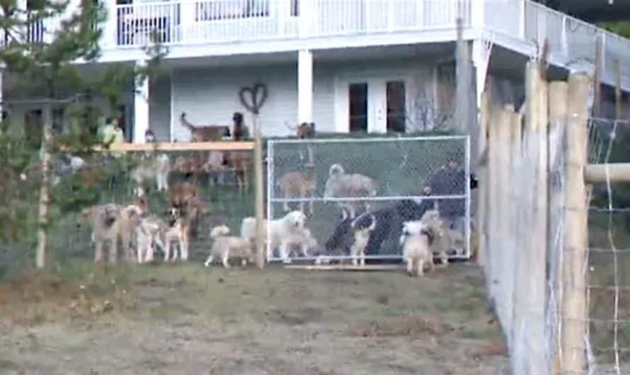 Man Adopts 45 Dogs And Lets Them Run Free In A Four Acre Enclosure