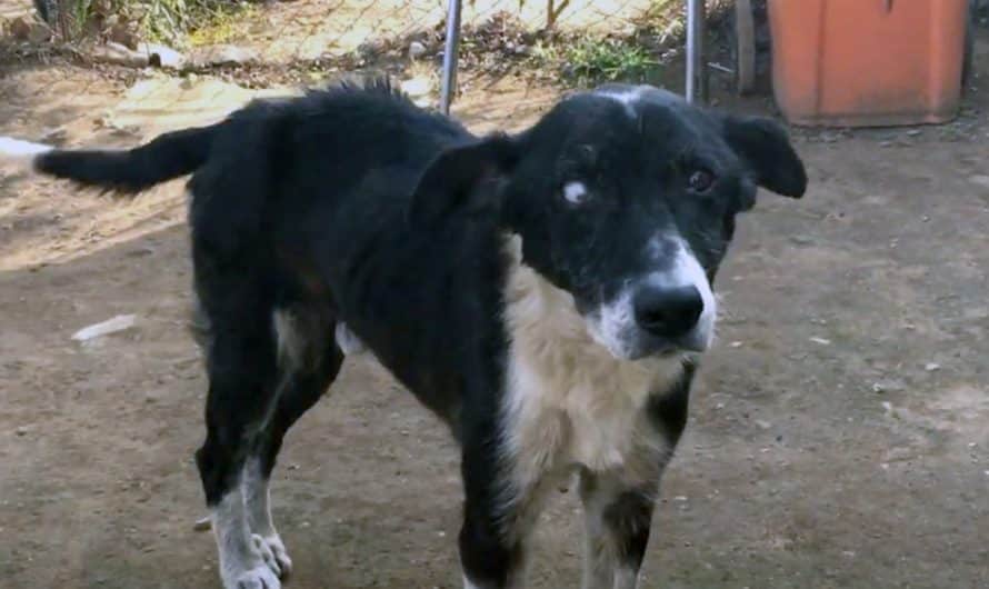 Man Said His Dog Was “Too Old” And Left Him For Good