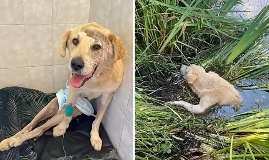 PARALYZED AND TERRIBLY INJURED DOG STUCK IN THE RIVER, A LOT OF APPRECIATION AFTER RESCUE