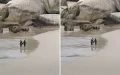 Penguin Couple Found Romantically Holding Hands While Walking Along The Beach