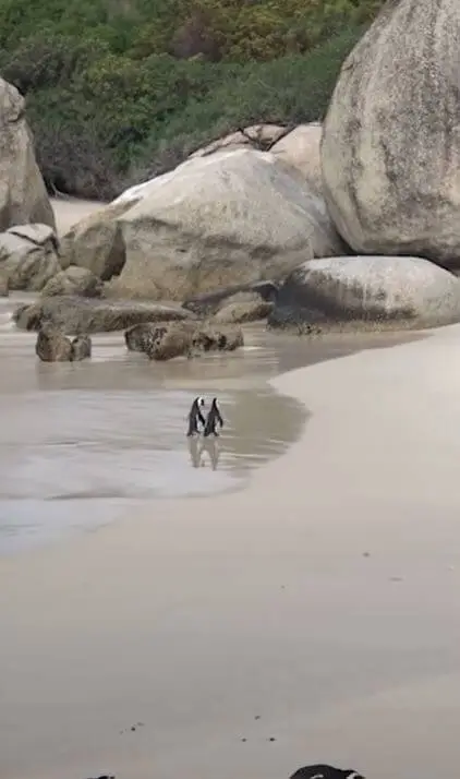 Penguin Couple Spotted Romanticly Holding Hands01