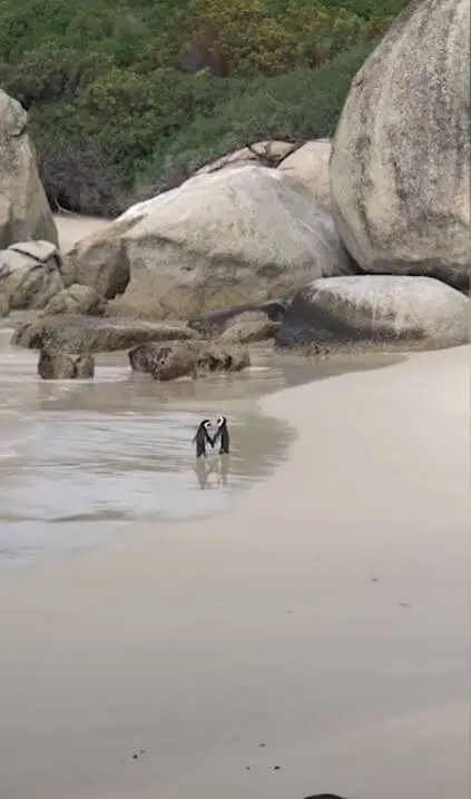 Penguin Couple Spotted Romanticly Holding Hands04