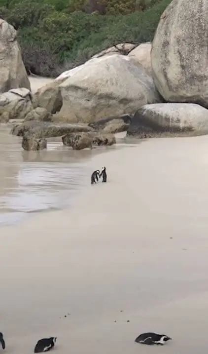Penguin Couple Spotted Romanticly Holding Hands05