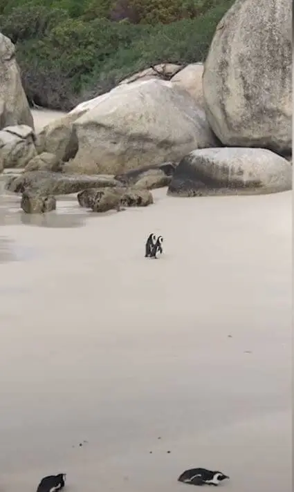 Penguin Couple Spotted Romanticly Holding Hands06