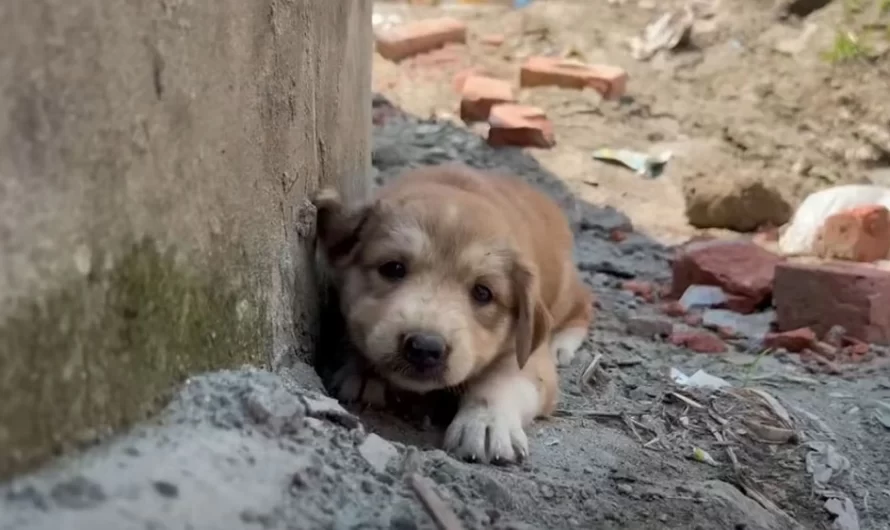 Puppy Loses His Mother In A Natural Disaster