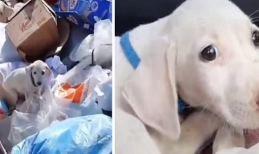 Puppy Thrown Out At Garbage Dump Has Best Life Now