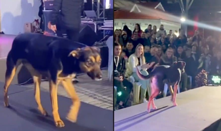 Random Dog Takes Over Model Runway For 15 Minutes Of Fame At Beauty Pageant