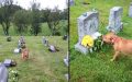 Sentimental Puppy Knows Which Grave Is Grandma’s.