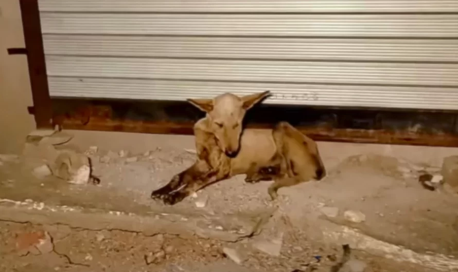 Shy Dog Hid His Mouth From The World, And Now He Has A Brand New Smile