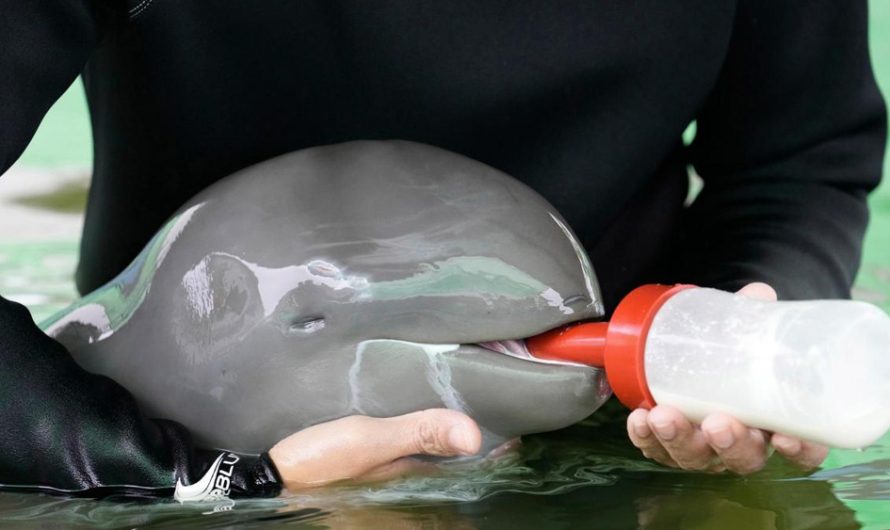 Sick, Endangered Irrawaddy Dolphin Calf Improves With Tube-Fed Milk And Lots Of Helping Hands